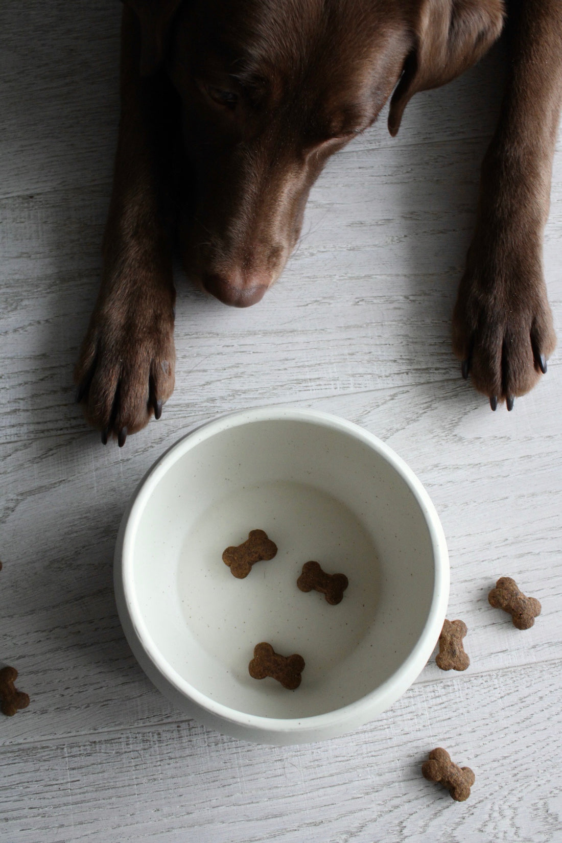 fressnapf in cremeweiss mit hund