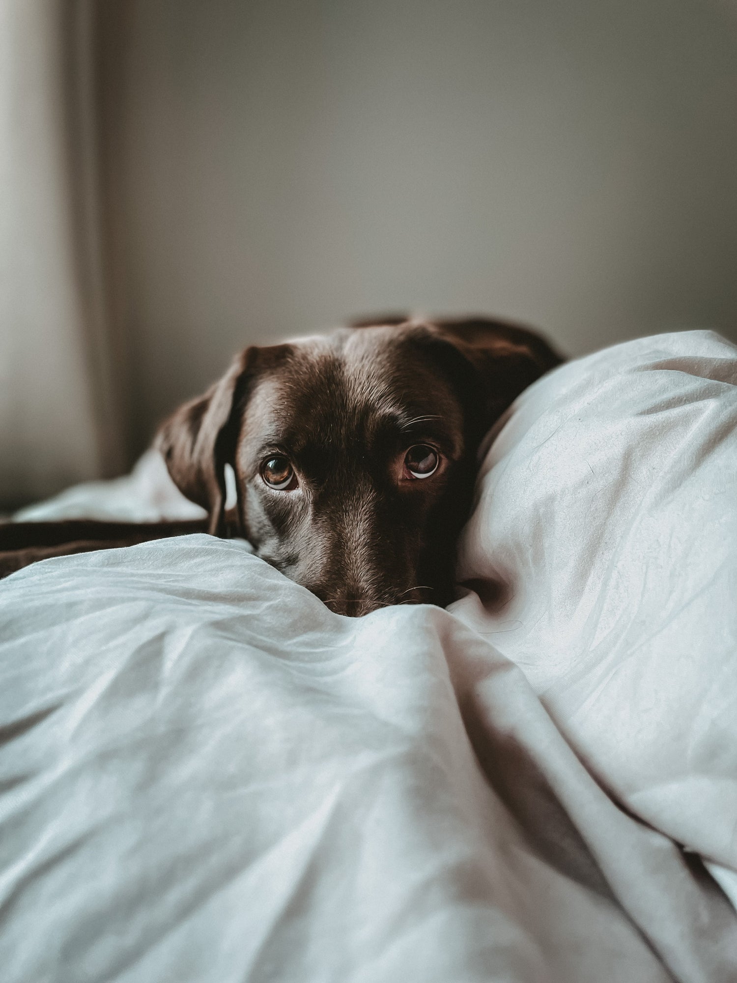 brauner labrador hund im bett mit suessem blick
