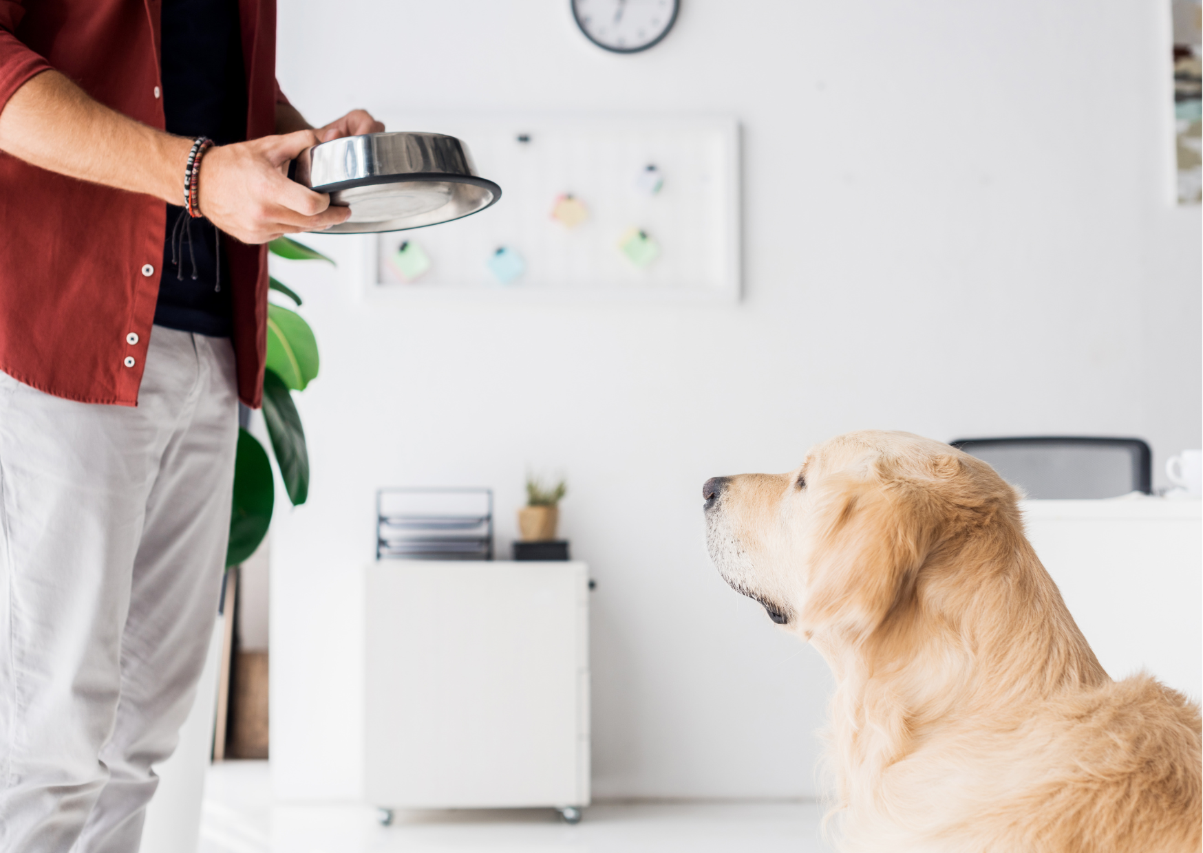 hundebesitzer herrchen ubergibt edelstahlnapf an hund goldenretriever
