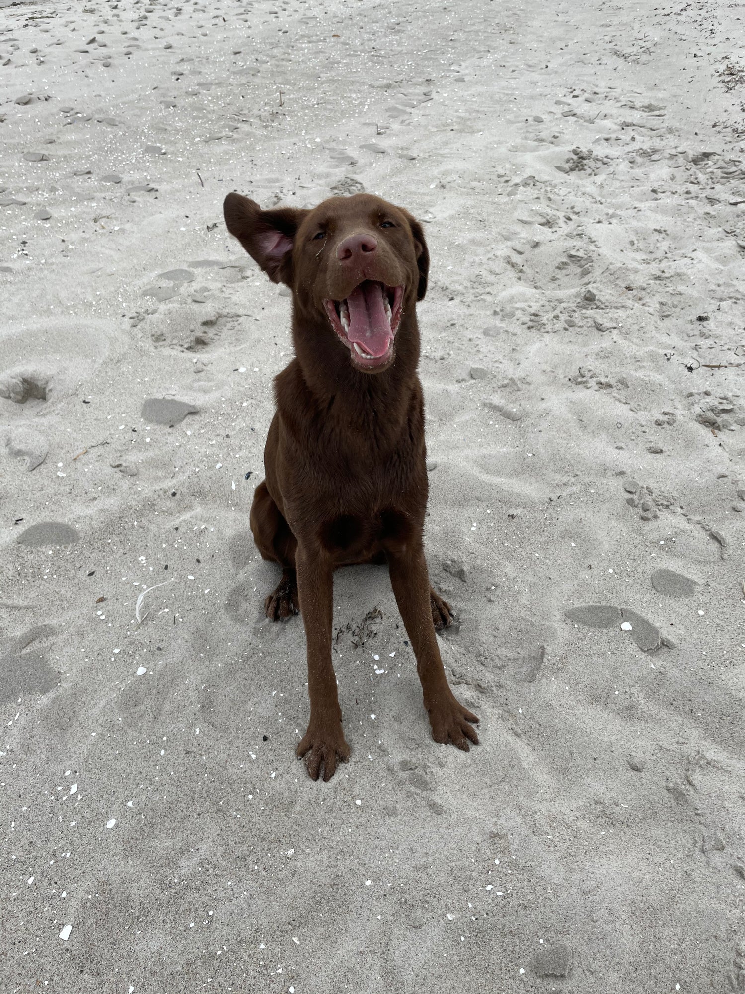 brauner labrador hund am strand gluecklich
