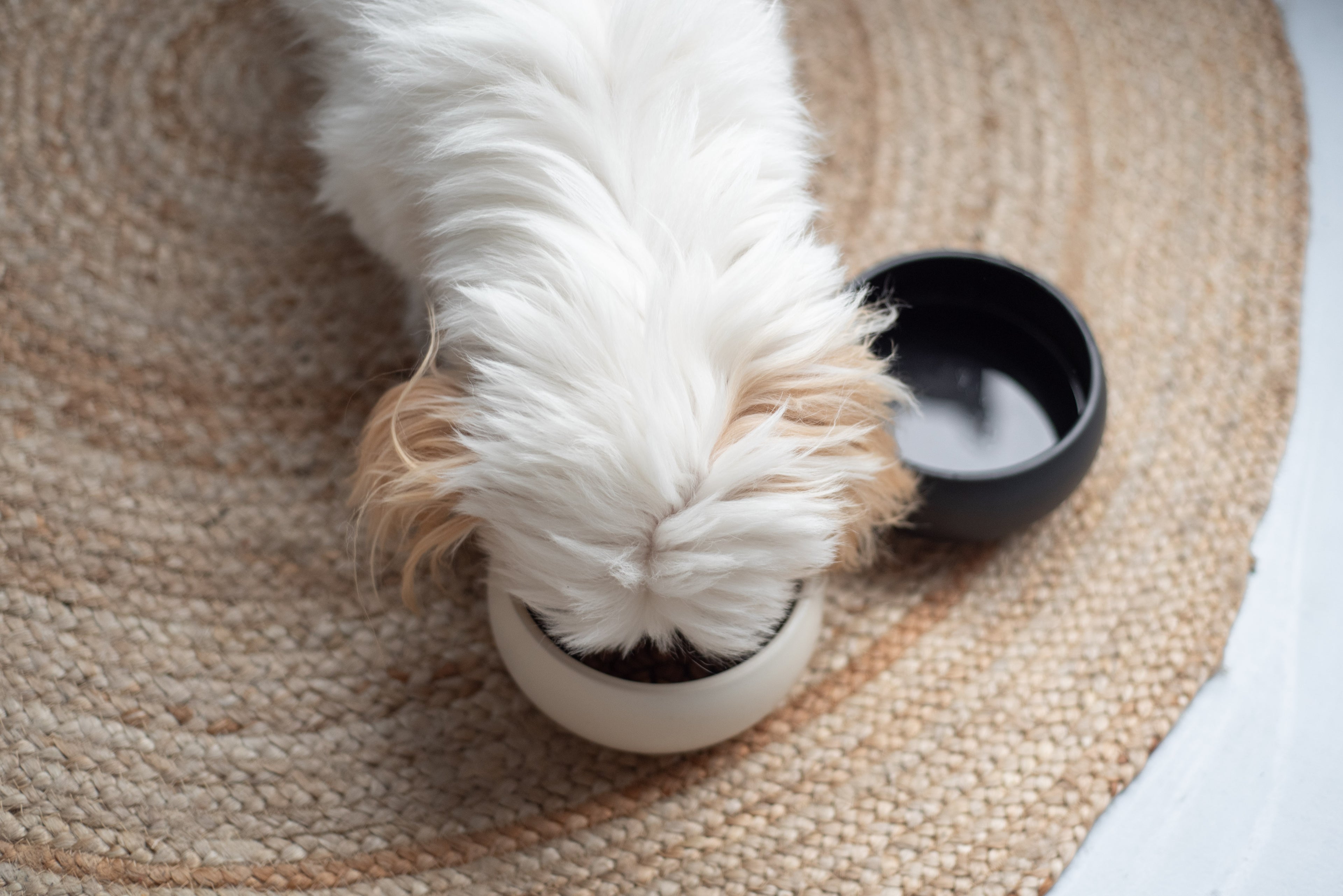 Hundenapf MOLLY aus Keramik | Creme Beige | Klein 0,9 Liter