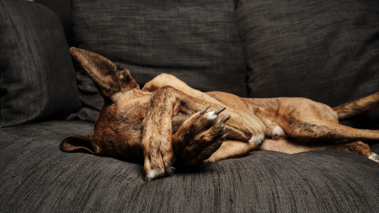 hund schaemt sich und liegt auf sofa