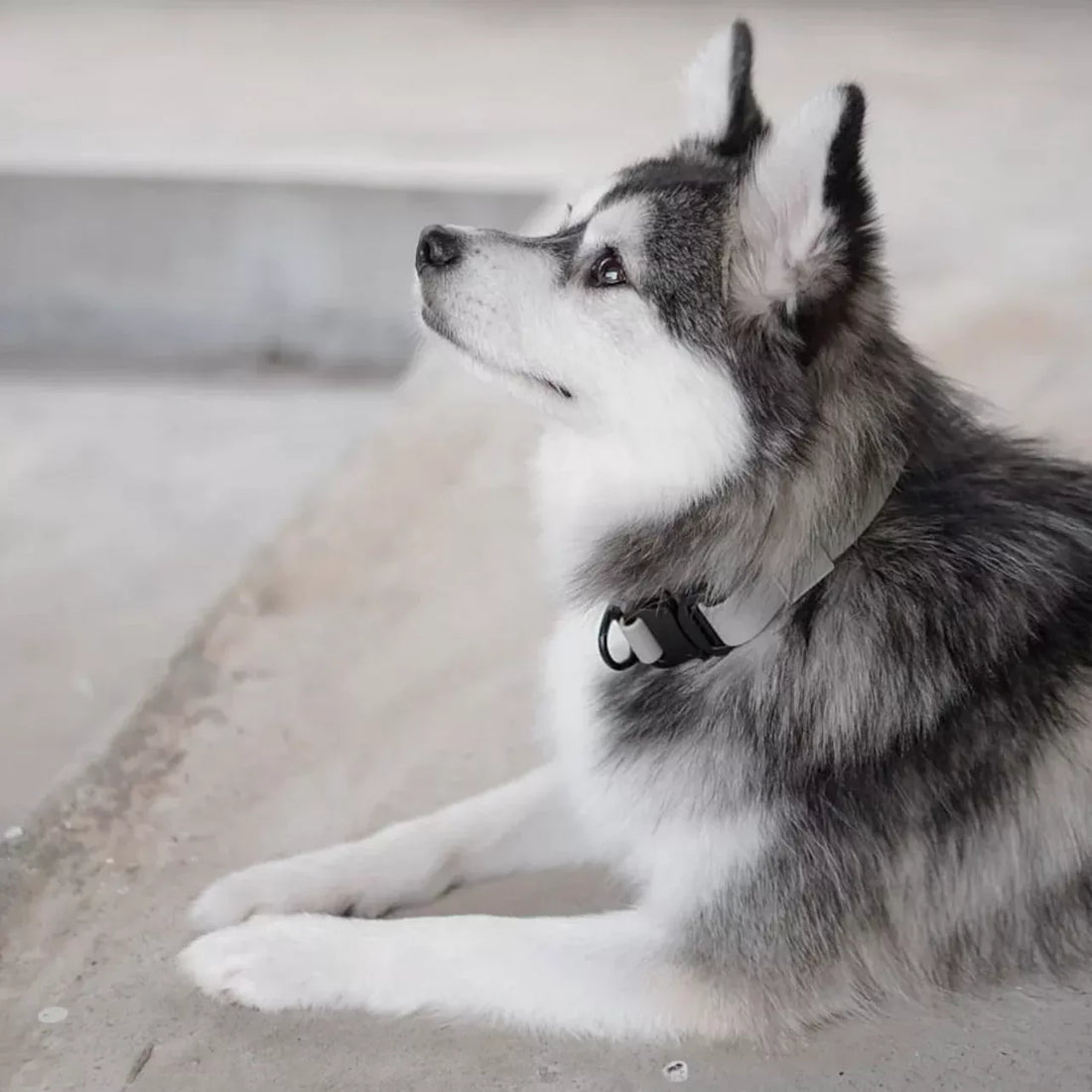 Halsband Ava | wasserfest | Hellgrau