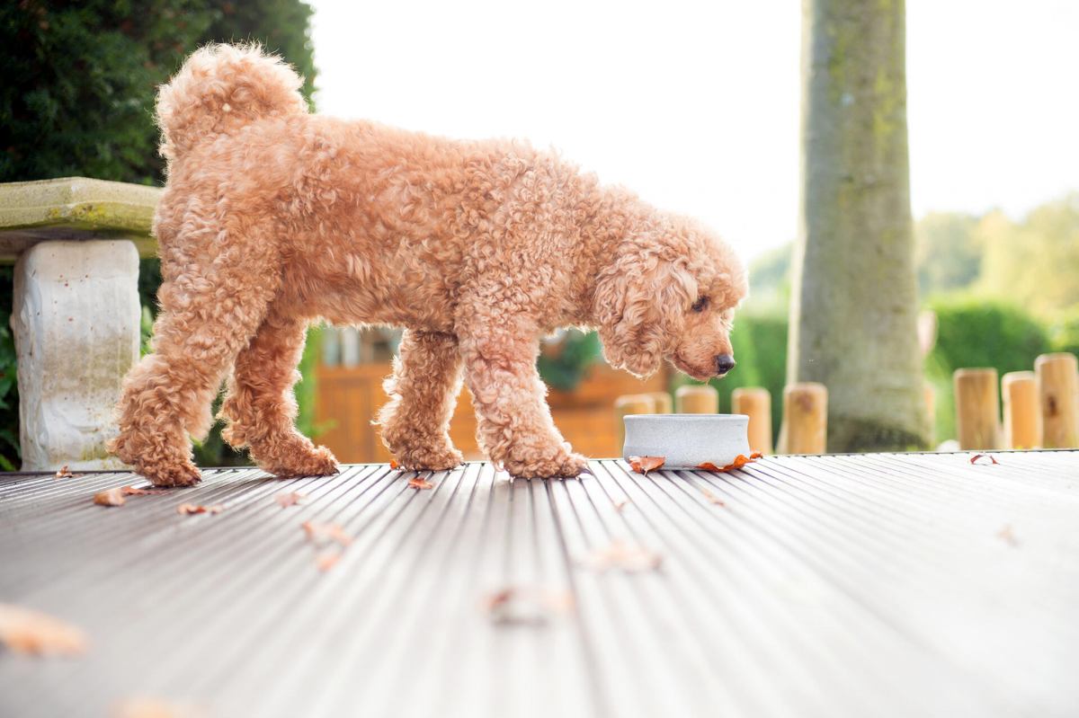 steinnapf klein aus speckstein für hunde von laboni