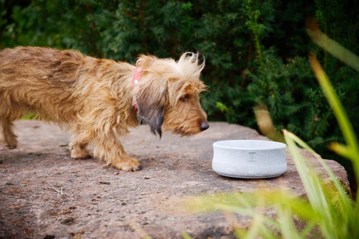 steinnapf klein aus speckstein für hunde von laboni