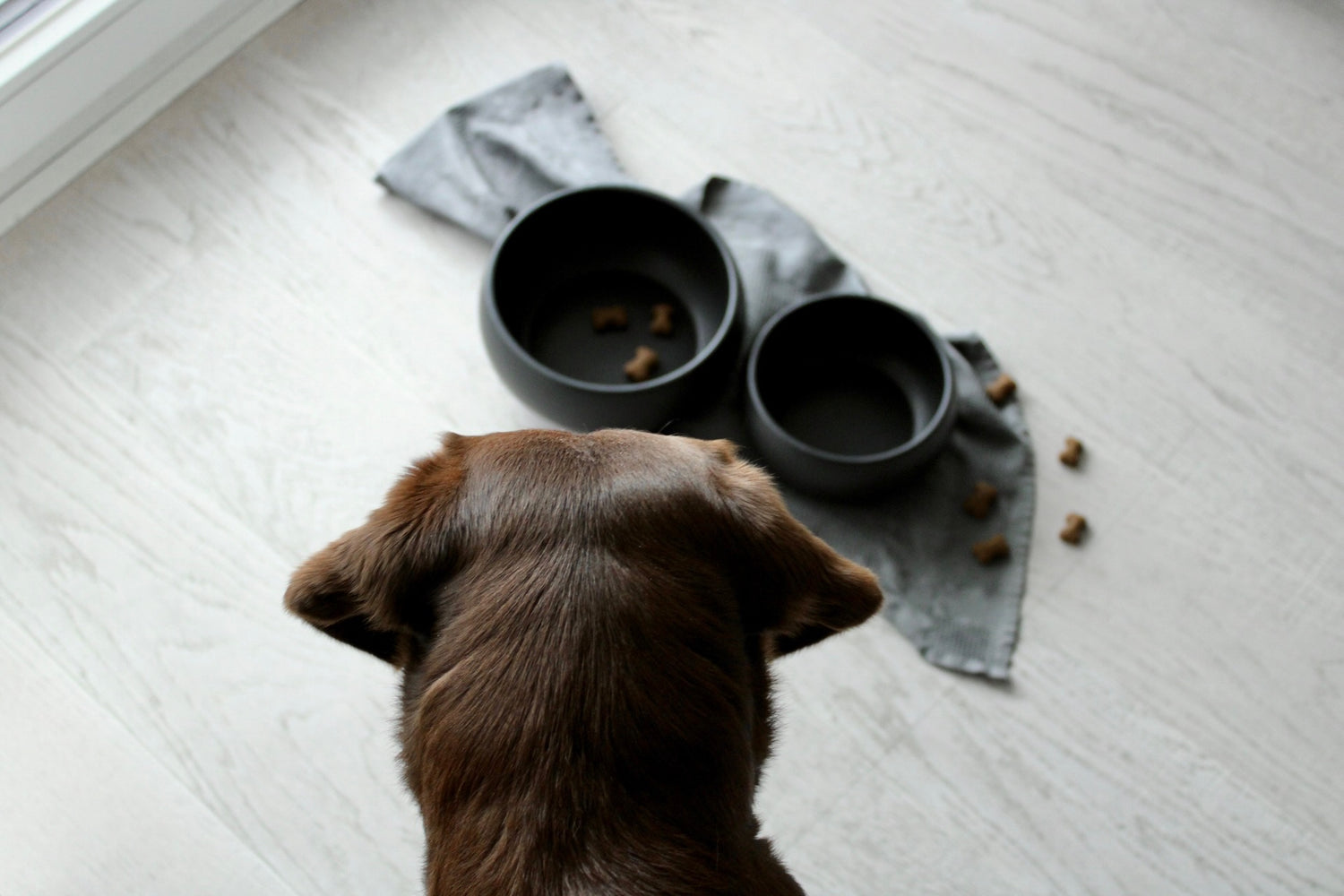 fressnaepfe hund in schwarz aus keramik in gross und klein labrador