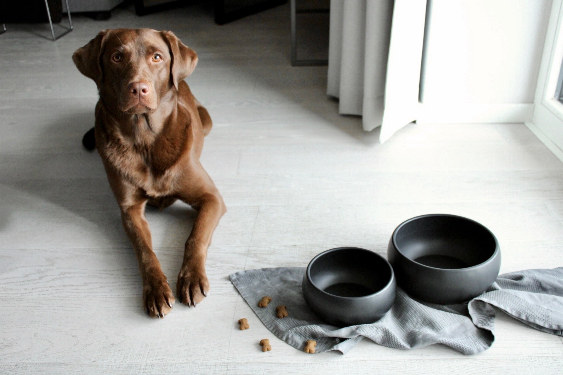 grosser und kleiner fressnapf aus keramik in schwarz für hunde von hejmo