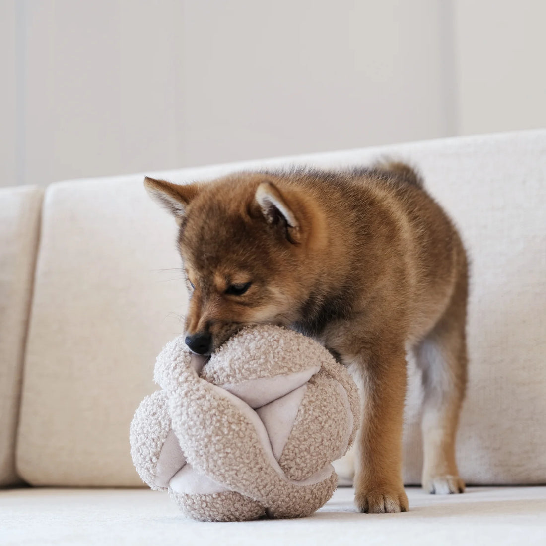 Hundespielzeug zum Schnüffeln | Schnüffelball Monti